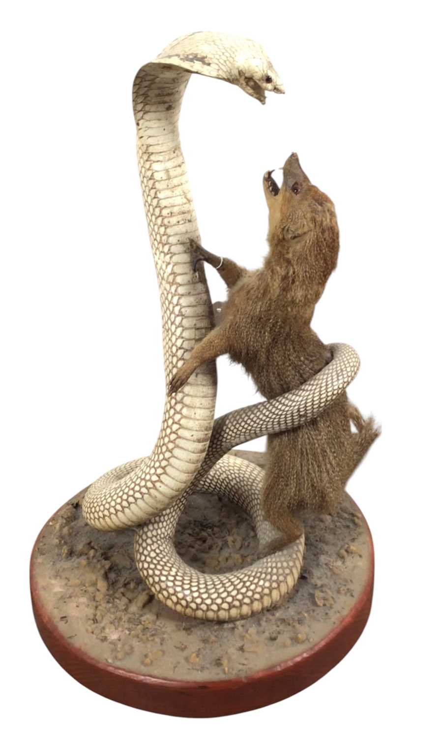 Lot 1885 - TAXIDERMY MONGOOSE AND COBRA GROUP