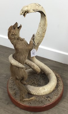 Lot 1885 - TAXIDERMY MONGOOSE AND COBRA GROUP