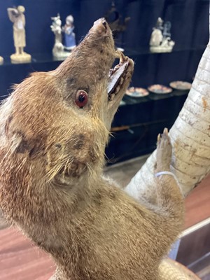Lot 1885 - TAXIDERMY MONGOOSE AND COBRA GROUP