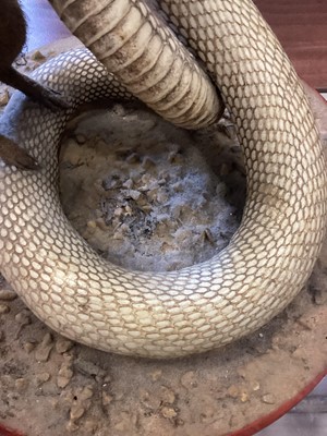 Lot 1885 - TAXIDERMY MONGOOSE AND COBRA GROUP
