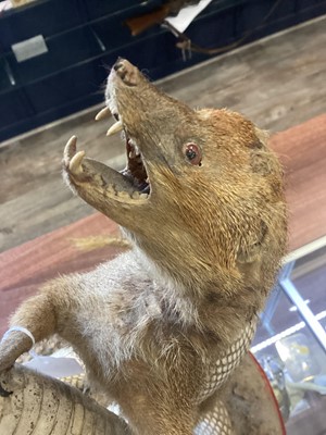Lot 1885 - TAXIDERMY MONGOOSE AND COBRA GROUP
