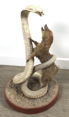 Lot 1885 - TAXIDERMY MONGOOSE AND COBRA GROUP