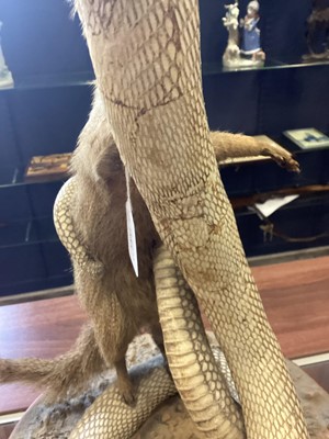 Lot 1885 - TAXIDERMY MONGOOSE AND COBRA GROUP