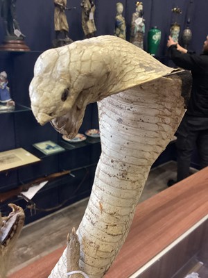 Lot 1885 - TAXIDERMY MONGOOSE AND COBRA GROUP