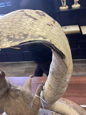 Lot 1885 - TAXIDERMY MONGOOSE AND COBRA GROUP