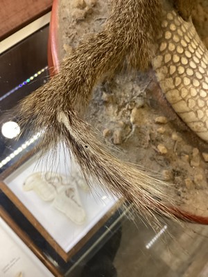 Lot 1885 - TAXIDERMY MONGOOSE AND COBRA GROUP