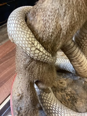 Lot 1885 - TAXIDERMY MONGOOSE AND COBRA GROUP