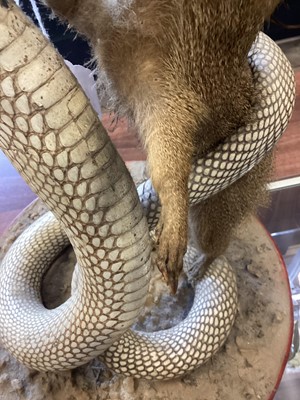 Lot 1885 - TAXIDERMY MONGOOSE AND COBRA GROUP