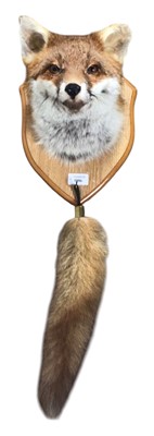 Lot 1886 - TAXIDERMY RED FOX HEAD