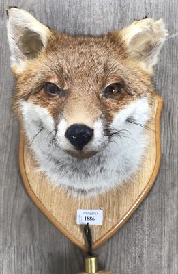 Lot 1886 - TAXIDERMY RED FOX HEAD