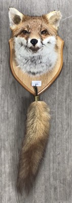 Lot 1886 - TAXIDERMY RED FOX HEAD