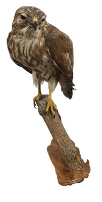 Lot 1887 - TAXIDERMY BUZZARD DISPLAY