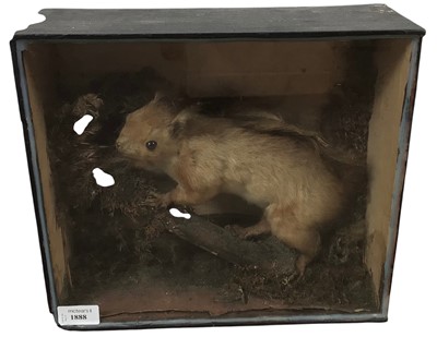 Lot 1888 - TAXIDERMY RED SQUIRREL DISPLAY