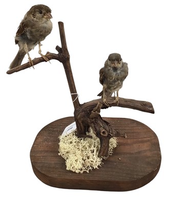 Lot 1890 - TAXIDERMY SPARROW DISPLAY