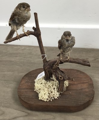 Lot 1890 - TAXIDERMY SPARROW DISPLAY