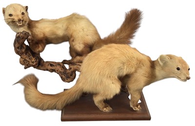 Lot 1892 - TAXIDERMY TWO MONGOOSE DISPLAYS