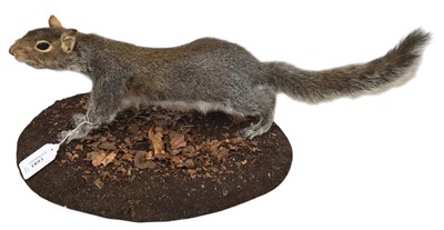 Lot 1893 - TAXIDERMY GREY SQUIRREL DISPLAY
