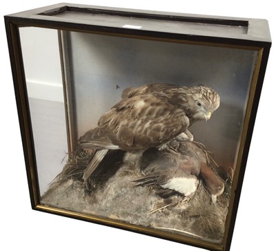 Lot 1894 - TAXIDERMY BUZZARD AND DUCK DISPLAY