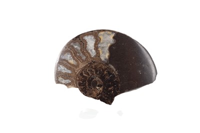 Lot 1900 - AMMONITE FOSSIL