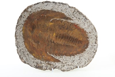 Lot 1903 - MARINE ARTHROPOD FOSSIL