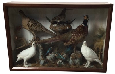 Lot 1904 - VICTORIAN ORNITHOLOGICAL DISPLAY
