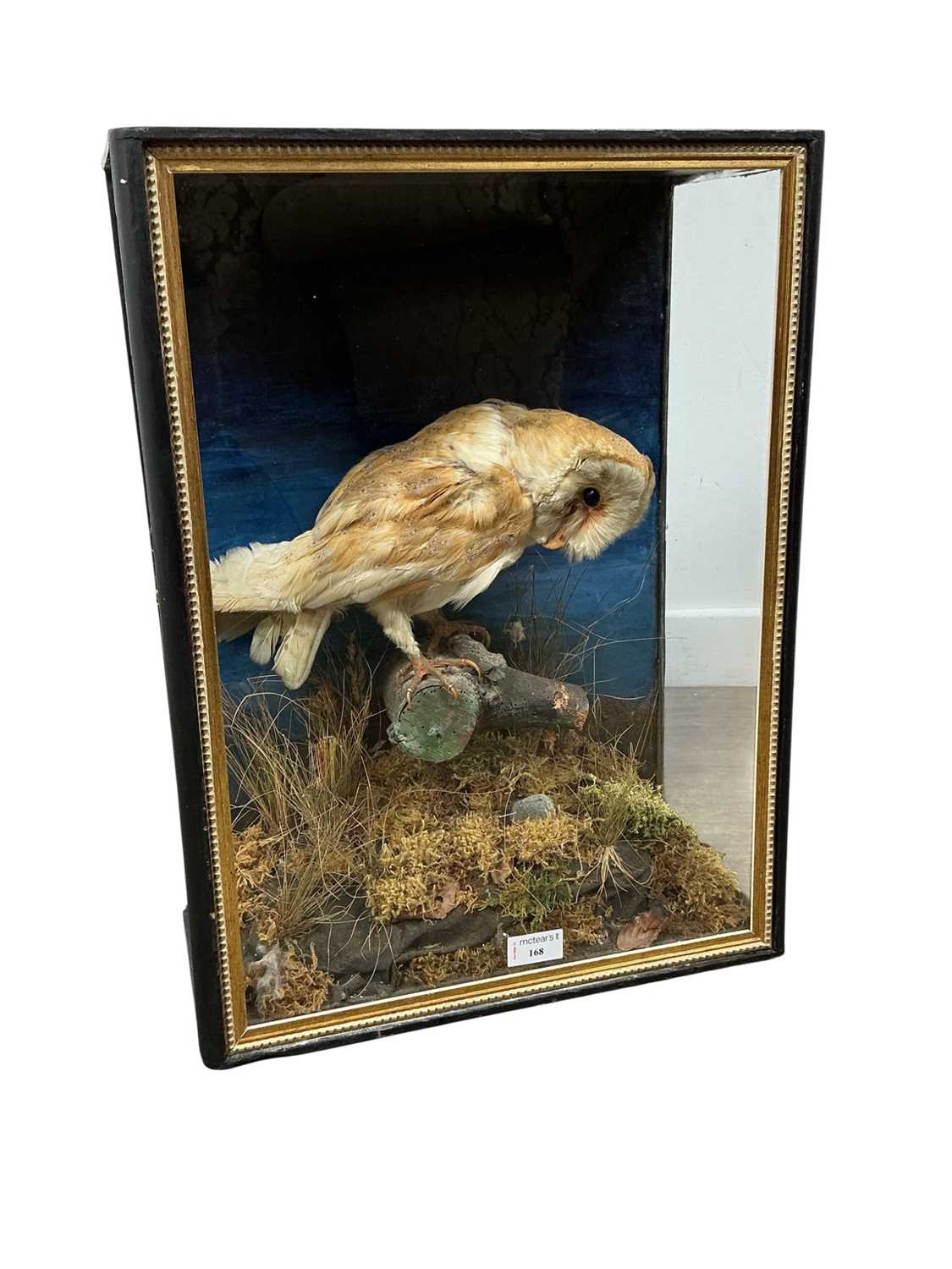 Lot 168 - TAXIDERMY BARN OWL (TYTO ALBA)