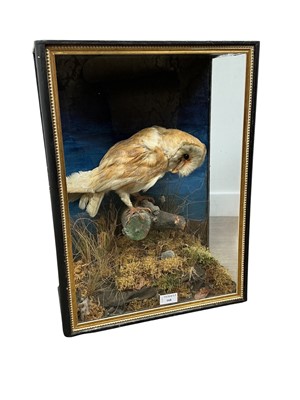 Lot 168 - TAXIDERMY BARN OWL (TYTO ALBA)