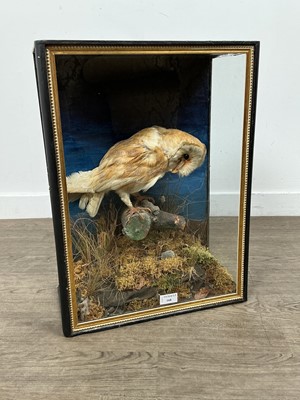 Lot 168 - TAXIDERMY BARN OWL (TYTO ALBA)