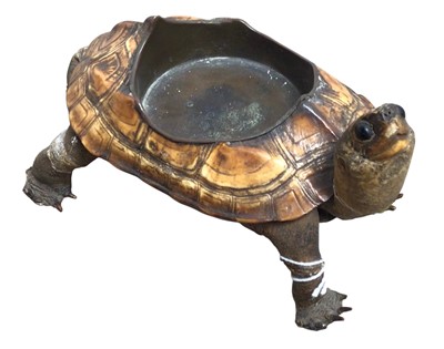 Lot 94 - VICTORIAN TAXIDERMY TORTOISE CANDLEHOLDER