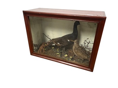 Lot 1298 - VICTORIAN ORNITHOLOGICAL TAXIDERMY DISPLAY