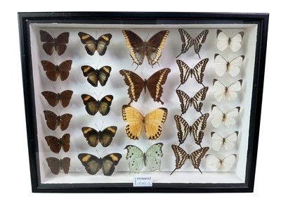 Lot 1582 - COLLECTION OF BUTTERFLY AND MOTH SPECIMENS