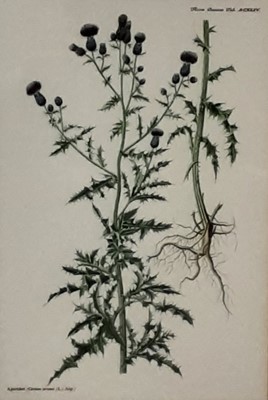 Lot 319 - TEN BOTANICAL PRINTS