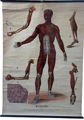 Lot 146 - LARGE ANATOMICAL WALL CHART