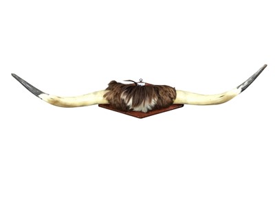 Lot 578 - TAXIDERMY PAIR OF COW HORNS
