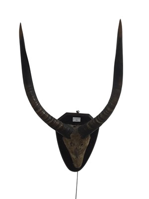 Lot 583 - PAIR OF ANTELOPE HORNS