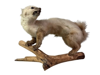 Lot 585 - TAXIDERMY STOAT