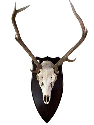 Lot 793 - WALL MOUNTING STAG ANTLERS