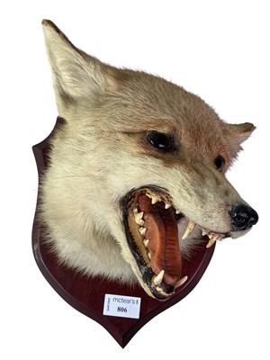 Lot 806 - TAXIDERMY STUDY OF A FOX