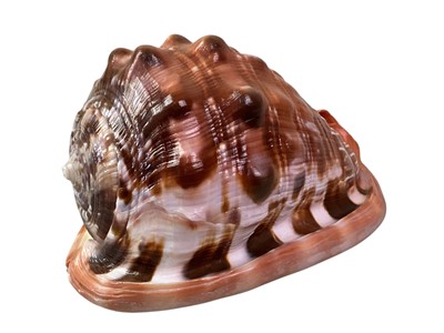 Lot 128 - COLLECTION OF VARIOUS SHELLS