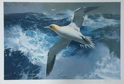 Lot 504 - * KEITH SHACKLETON