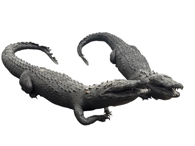 Lot 1564 - PAIR OF TAXIDERMY CROCODILES