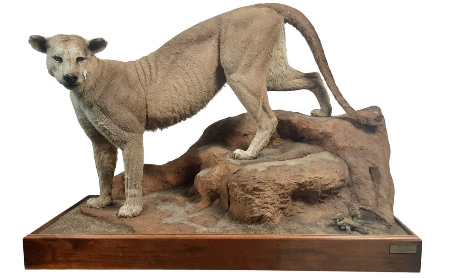 Lot 171 - TAXIDERMY MOUNTAIN LION BY LEN MURPHY PINE RIDGE TAXIDERMY