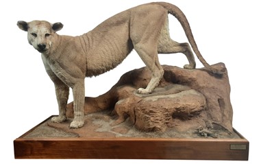 Lot 171 - TAXIDERMY MOUNTAIN LION BY LEN MURPHY PINE RIDGE TAXIDERMY