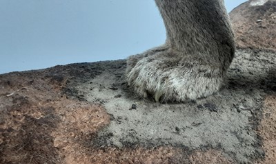 Lot 171 - TAXIDERMY MOUNTAIN LION BY LEN MURPHY PINE RIDGE TAXIDERMY