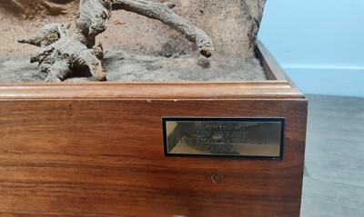 Lot 171 - TAXIDERMY MOUNTAIN LION BY LEN MURPHY PINE RIDGE TAXIDERMY