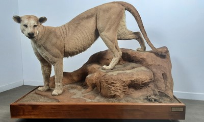 Lot 171 - TAXIDERMY MOUNTAIN LION BY LEN MURPHY PINE RIDGE TAXIDERMY