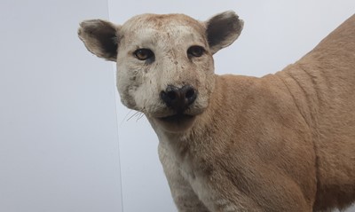 Lot 171 - TAXIDERMY MOUNTAIN LION BY LEN MURPHY PINE RIDGE TAXIDERMY