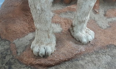 Lot 171 - TAXIDERMY MOUNTAIN LION BY LEN MURPHY PINE RIDGE TAXIDERMY