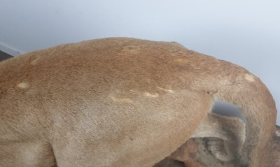 Lot 171 - TAXIDERMY MOUNTAIN LION BY LEN MURPHY PINE RIDGE TAXIDERMY