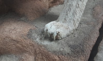 Lot 171 - TAXIDERMY MOUNTAIN LION BY LEN MURPHY PINE RIDGE TAXIDERMY